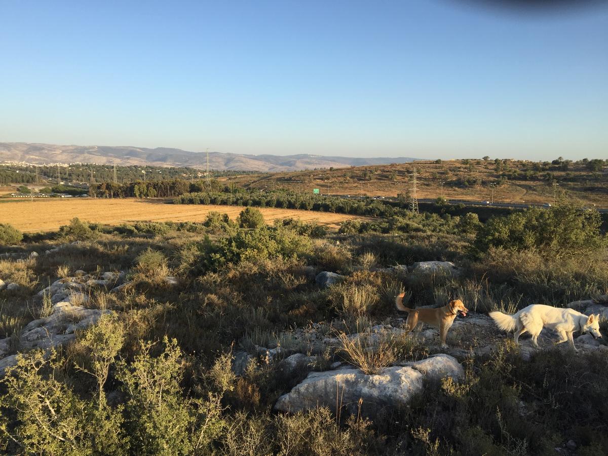 Kfar Rut Peace Tent 빌라 외부 사진